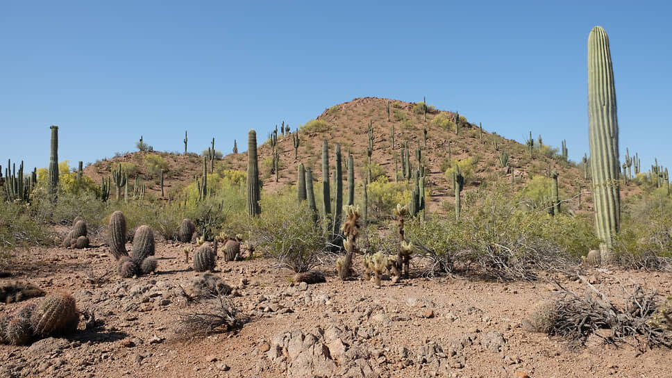 Пустыня Сонора известна во всем мире благодаря книгам Карлоса Кастанеды.📷Фото: Adam Bagindo / Shutterstock