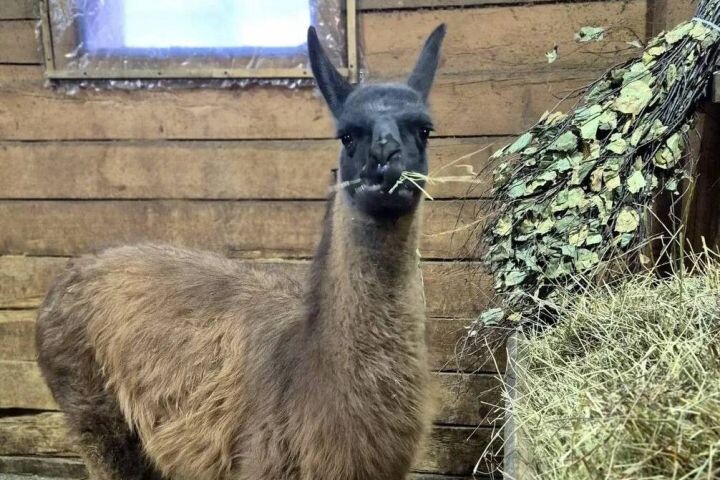   Фото:Зоосад "Приамурский"