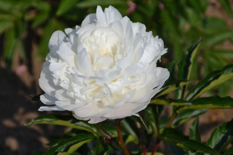 ПРЕДЛОЖЕНИЕ ОСЕНЬ