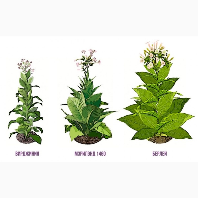 История табака - Берли