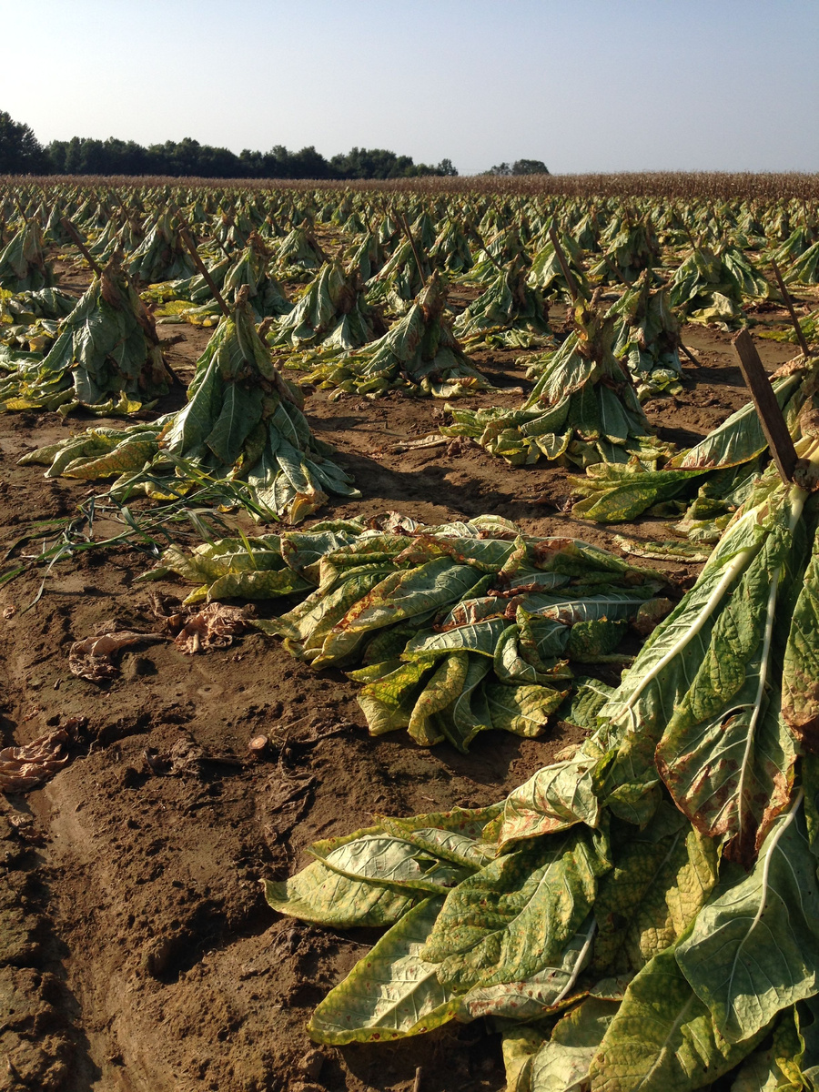 История табака - Берли