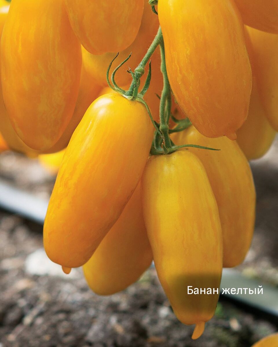 Помидор Банан желтый фото