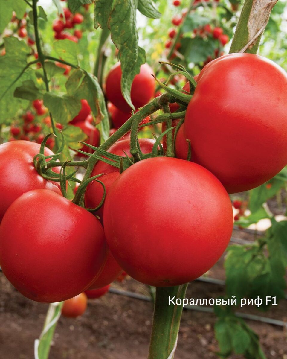 Томаты Коралловый риф фото описание