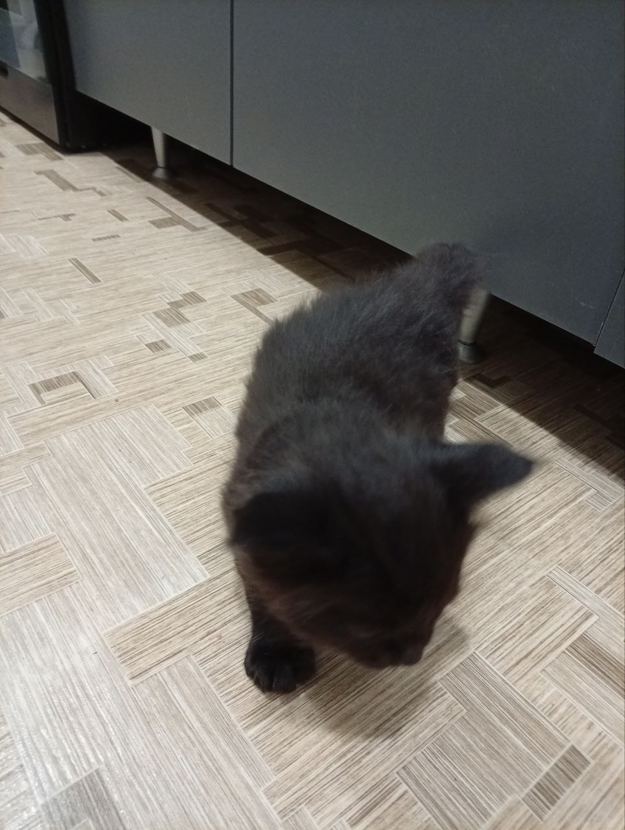 Тайсон приехал домой в г. Чусовой. 15.11.2025г.