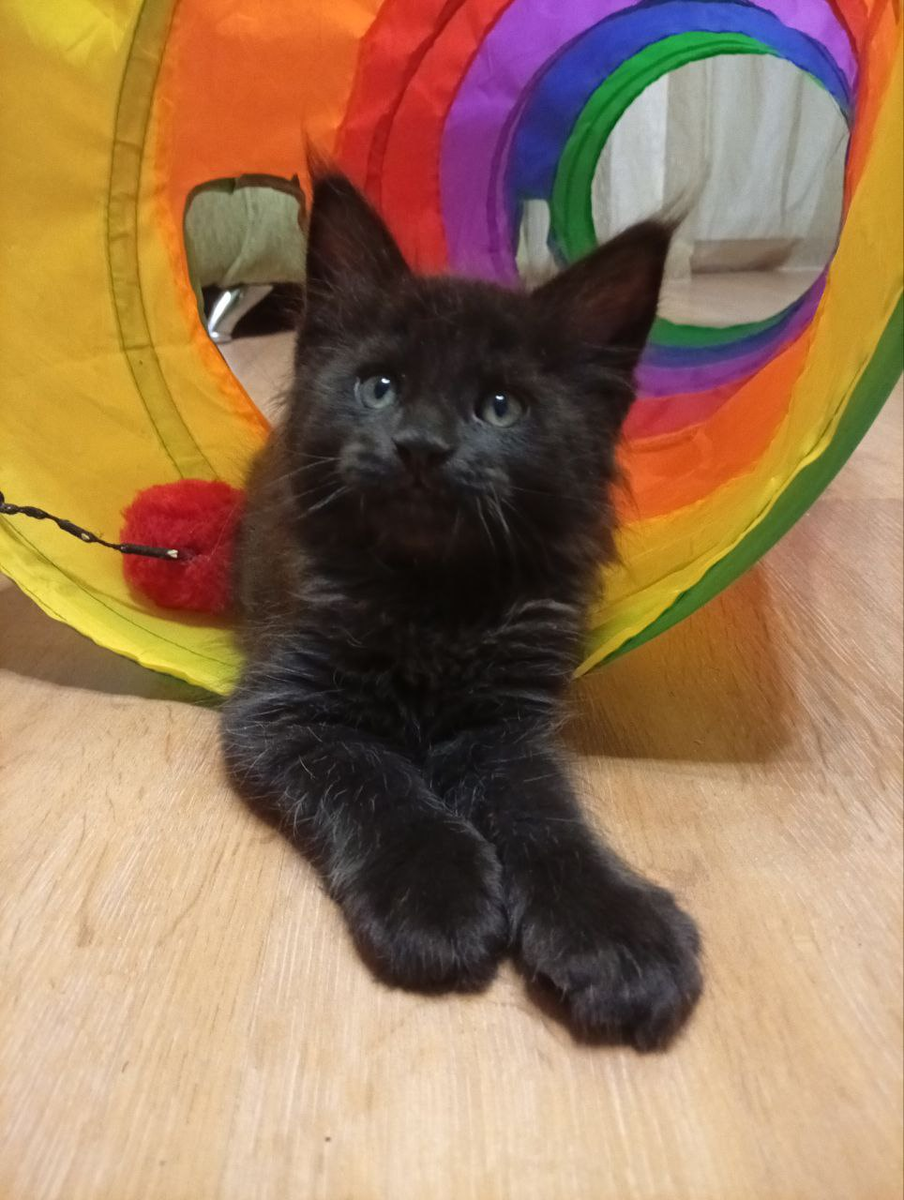 Тайсон 02.12.2025г. 