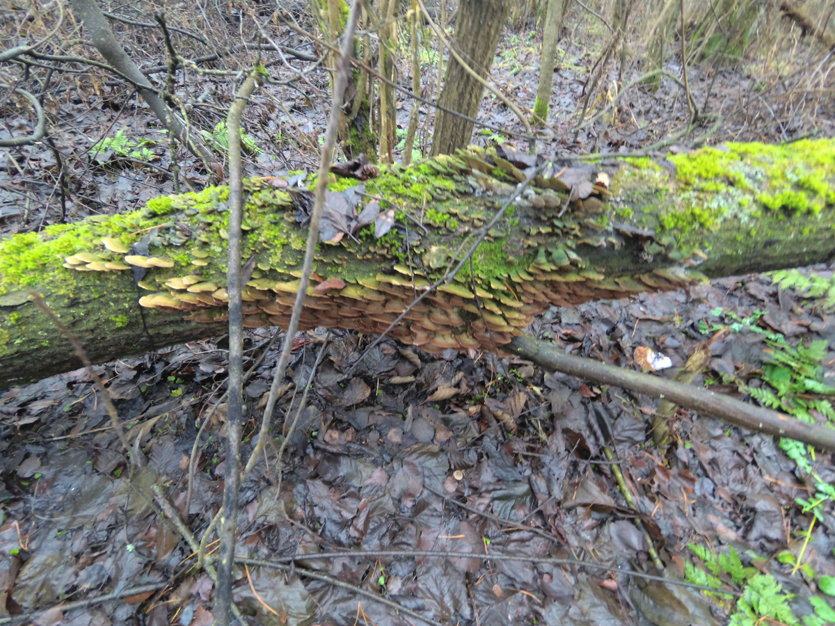 это я уже ухожу от ручья, и почти все упавшие дервья в трутовиках, но замечу, что и на вполне себе растущих деревьях эти грибы тоже есть