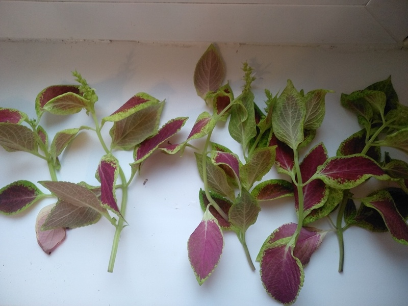 Обрезанные побеги для укоренения