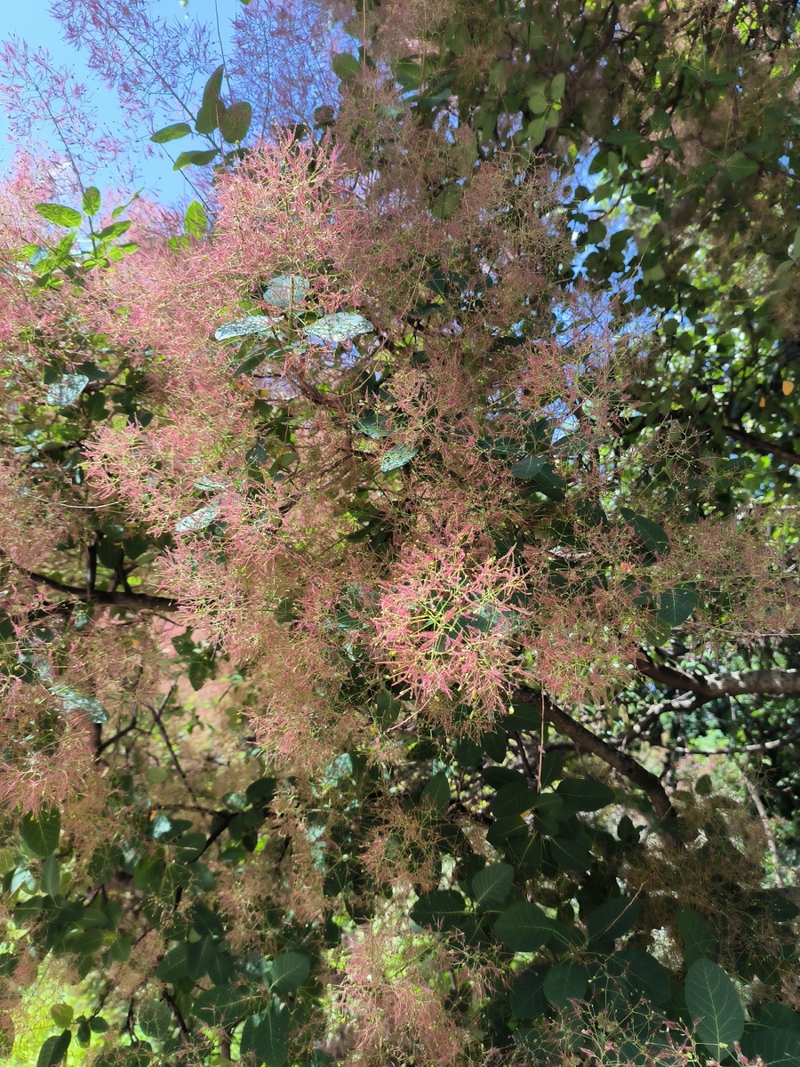 Скумпия кожевенная