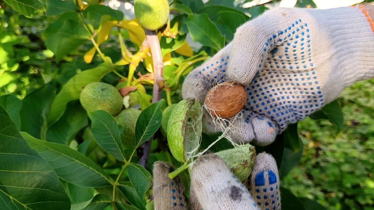                                                        Грецкий орех в Нижегородской области