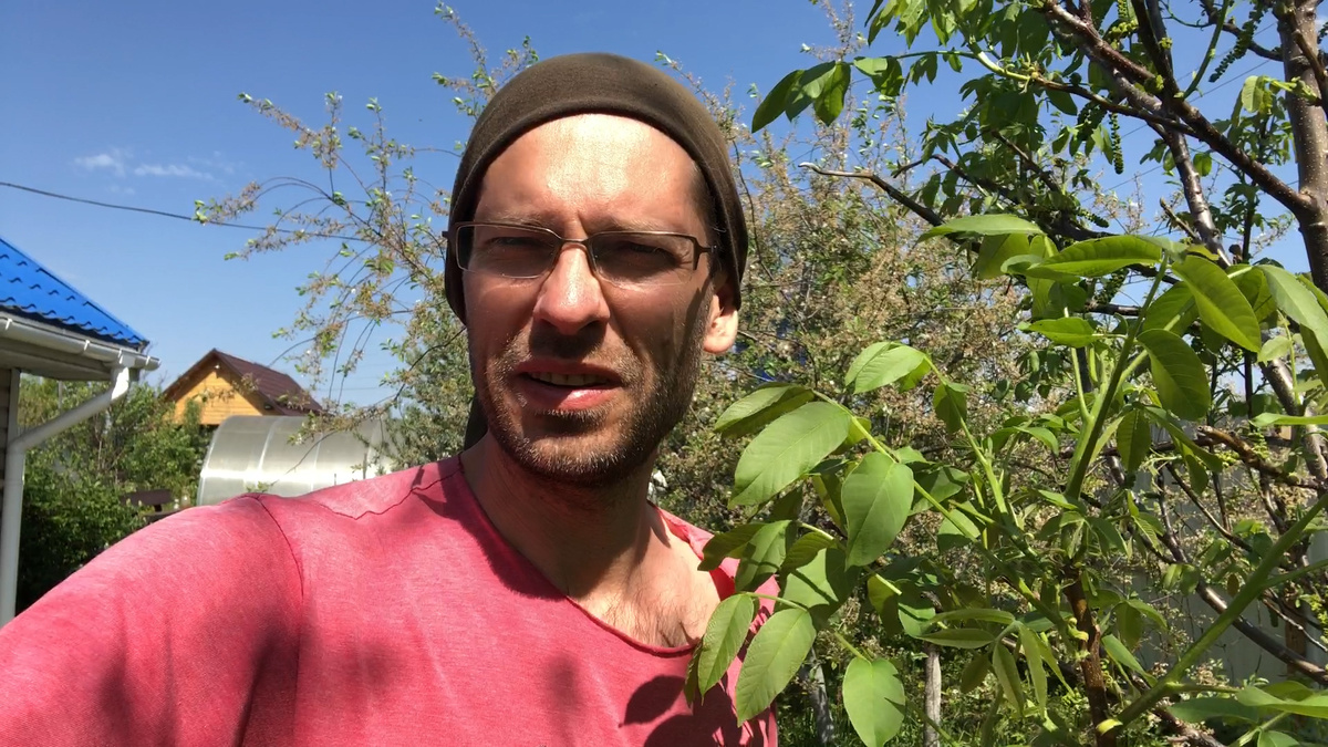                                   Грецкий орех перезимовал в Нижегородской области