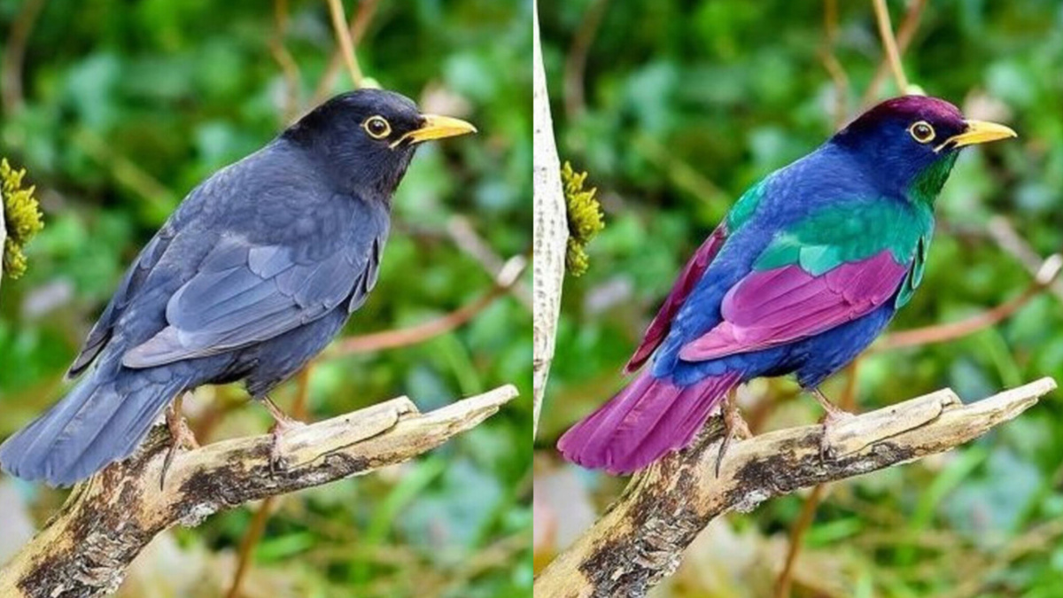 Слева то, что видит человек. Справа то, что видит птица.