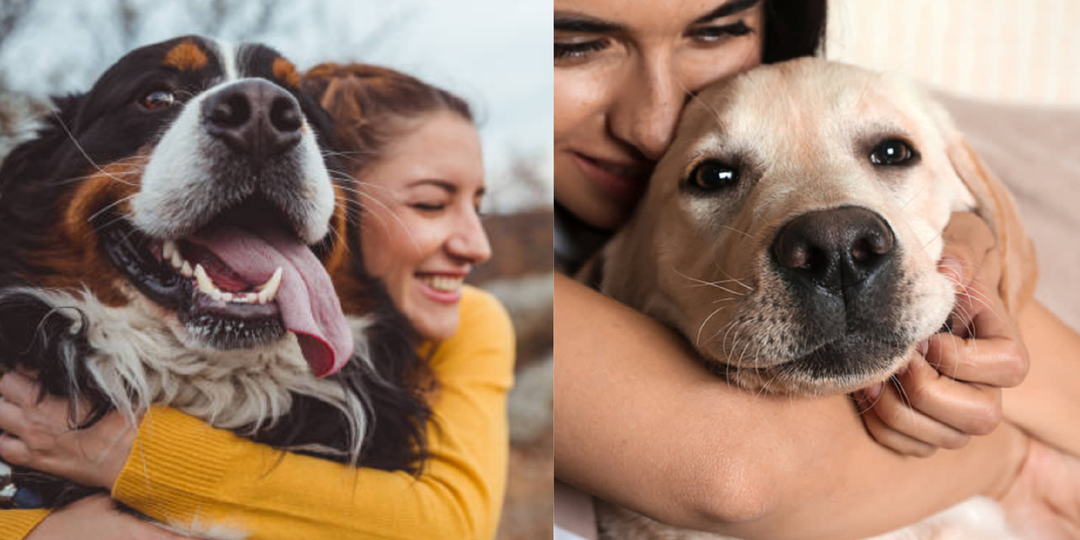 Как обнимашки действуют на собаку