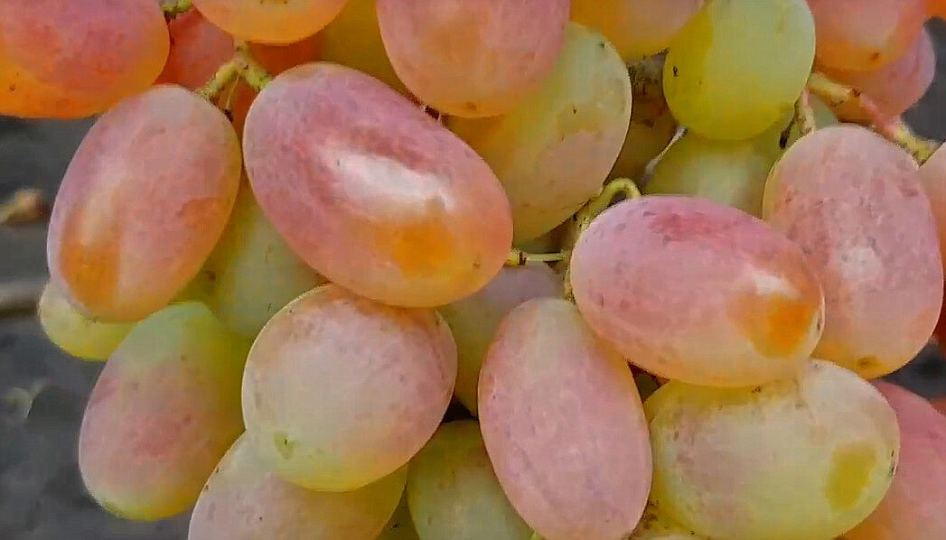 Юбилей Новочеркасска