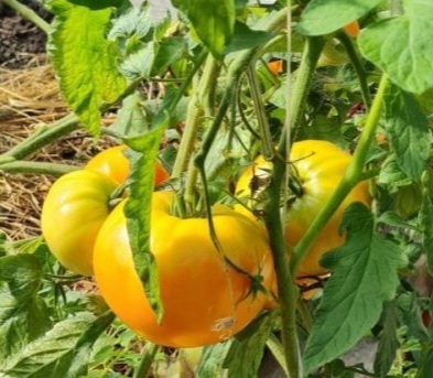 Эти сорта обязательно повторю. Сорта томатов от агрофирм. Часть 2.