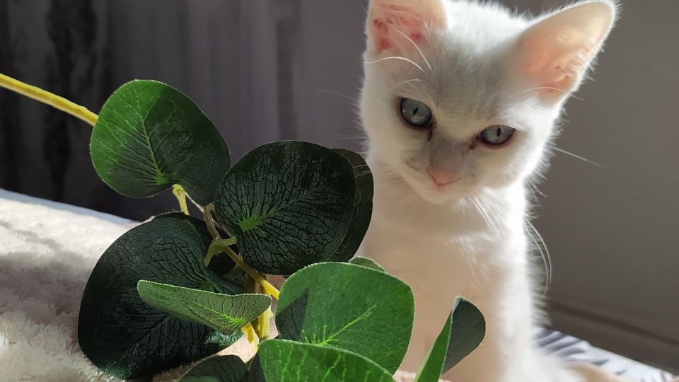 Прощай кисуля