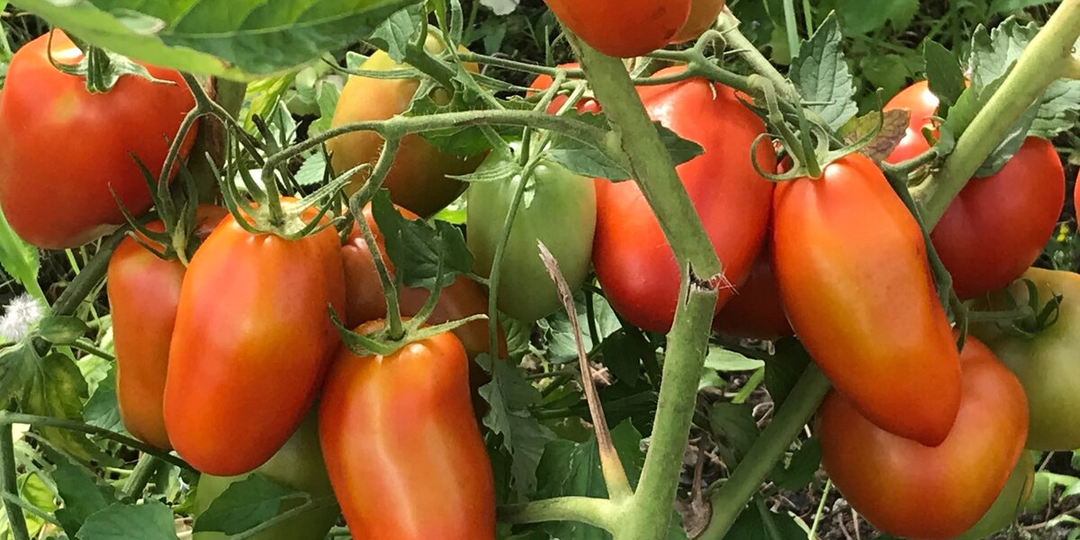 Устала всё лето лечить томаты. Теперь сажаю только эти