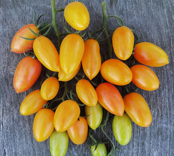 Сорта томатов на ПМЖ. Или как оно все меняется.