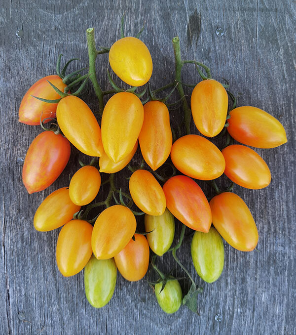 Томат Золото Амишей. Понравился очень, но выращивала всего один раз. Черриков гигантская очередь. И мало какие выбывают из-за неудачного вкуса)))