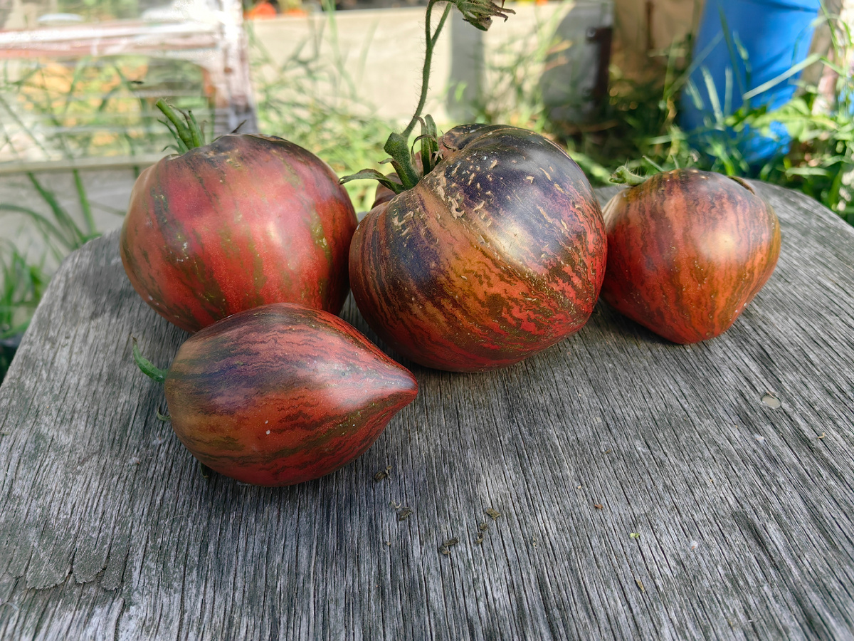 томат Мятежный Звездный Истребитель. Шикарный по вкусу, но в 2025 я его и всю группу ему подобных просто пропустила. Пробовала сорта Сааковой.