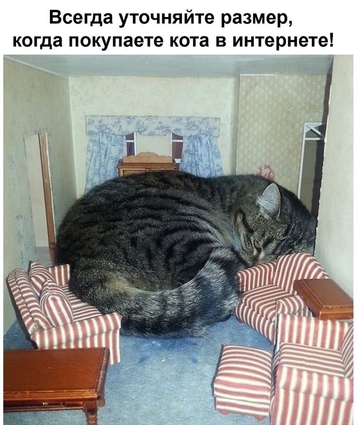 Смех из социальных сетей! Забавные шутки, забавные случаи и веселые рассказы. Фото взято из общедоступных ресурсов соцсетей.