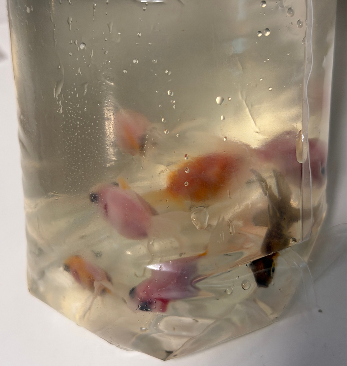 На снимке - не лицо: рыбки в пакете.