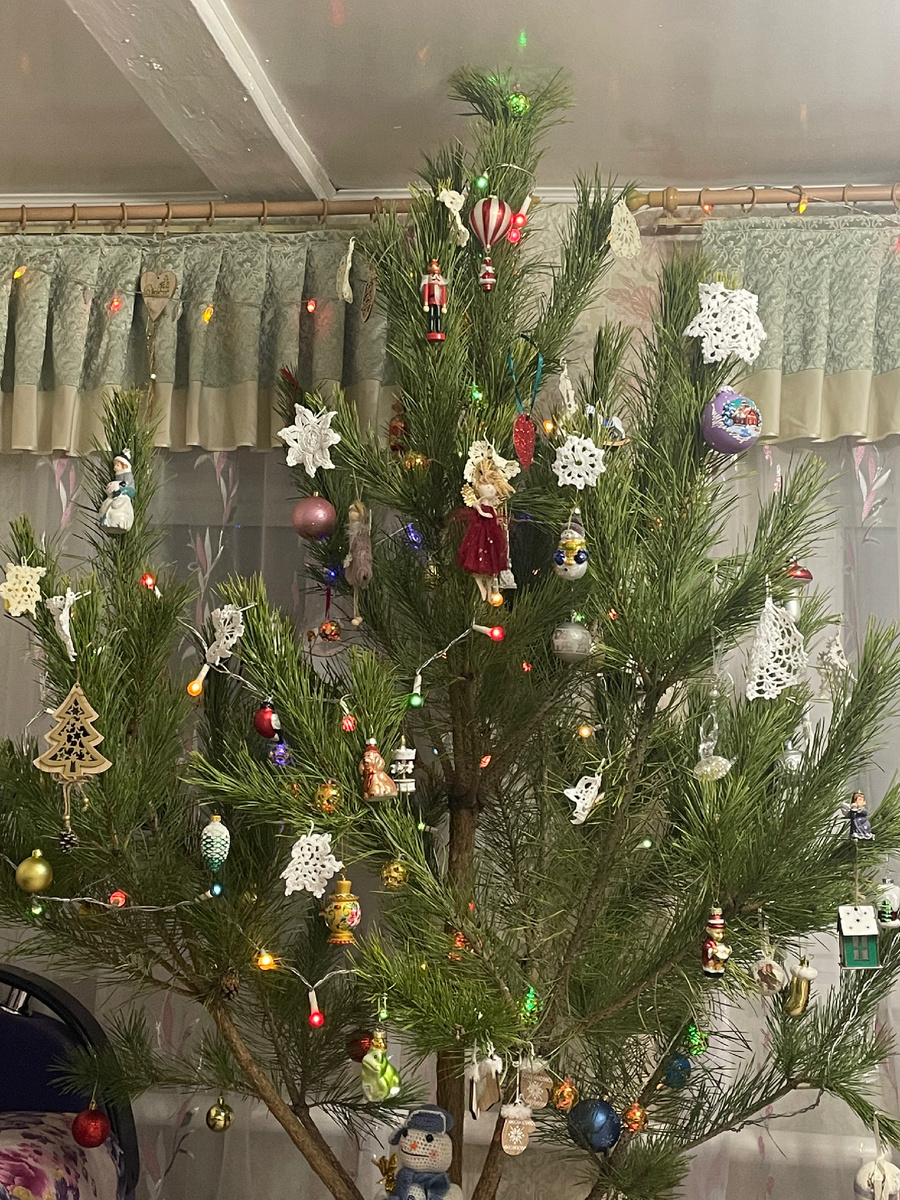 Сосна, собственной персоной.