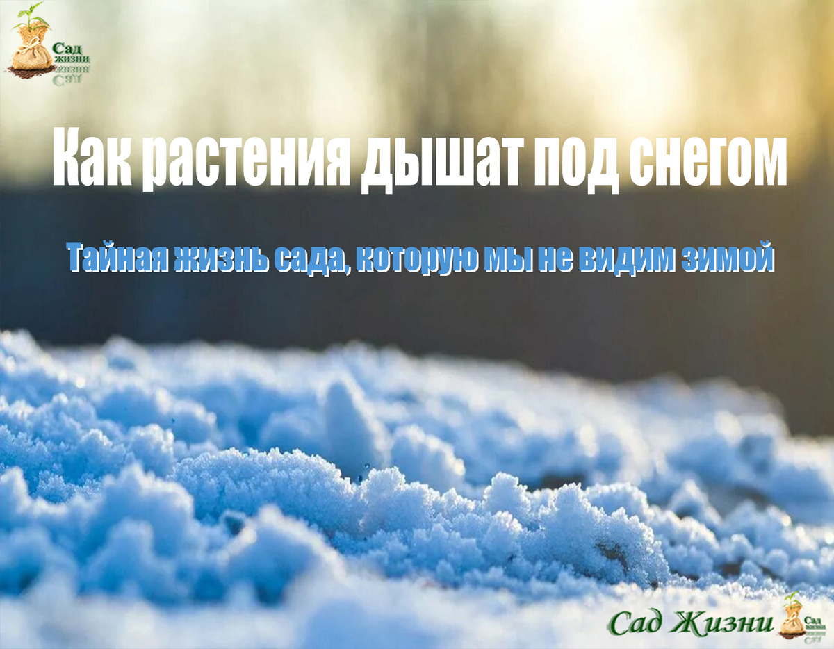 Тайная жизнь сада зимой