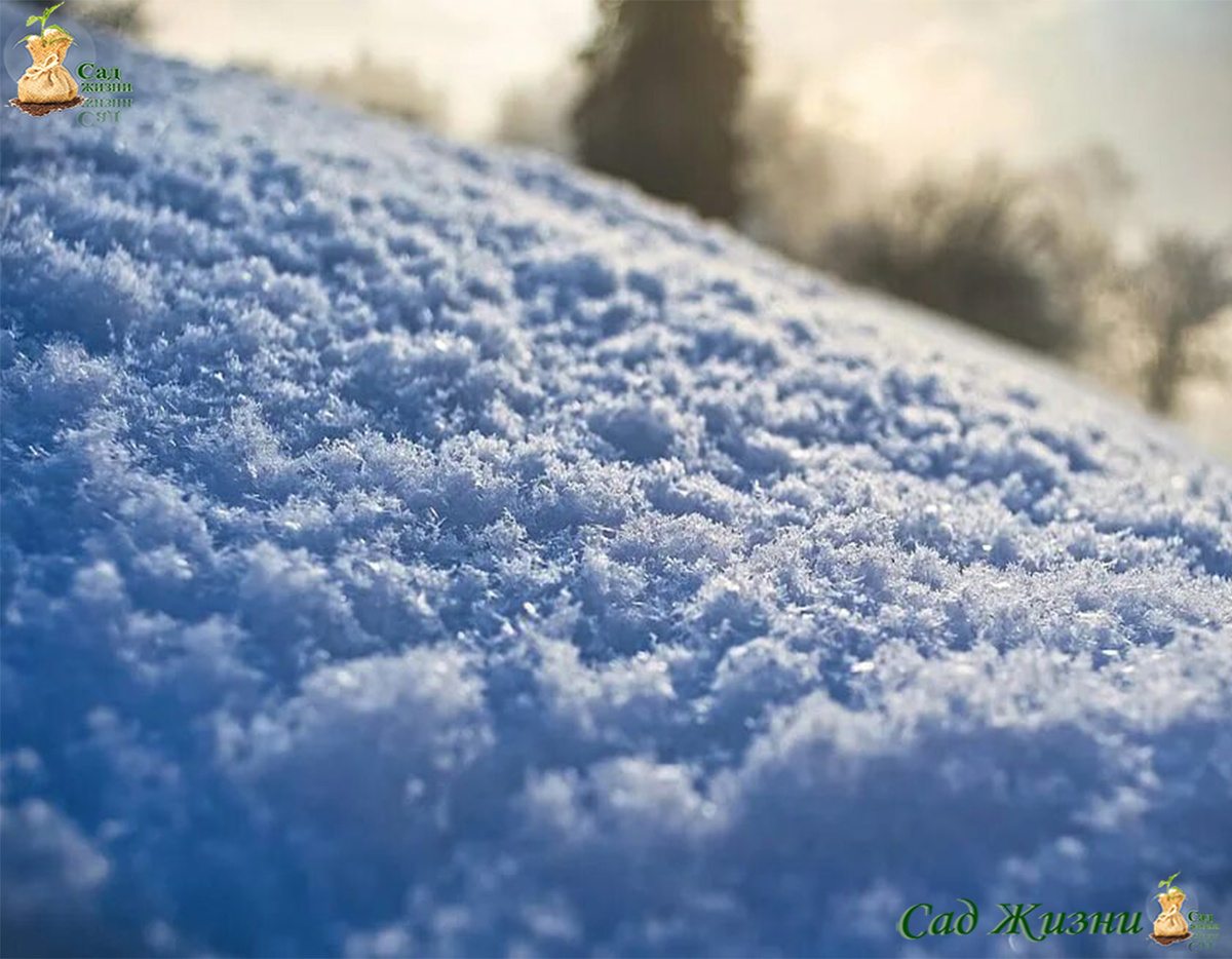 Почему растения не «засыпают» насовсем