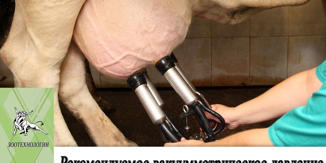 Рекомендуемое вакуумметрическое давление доения 36-40 кПа