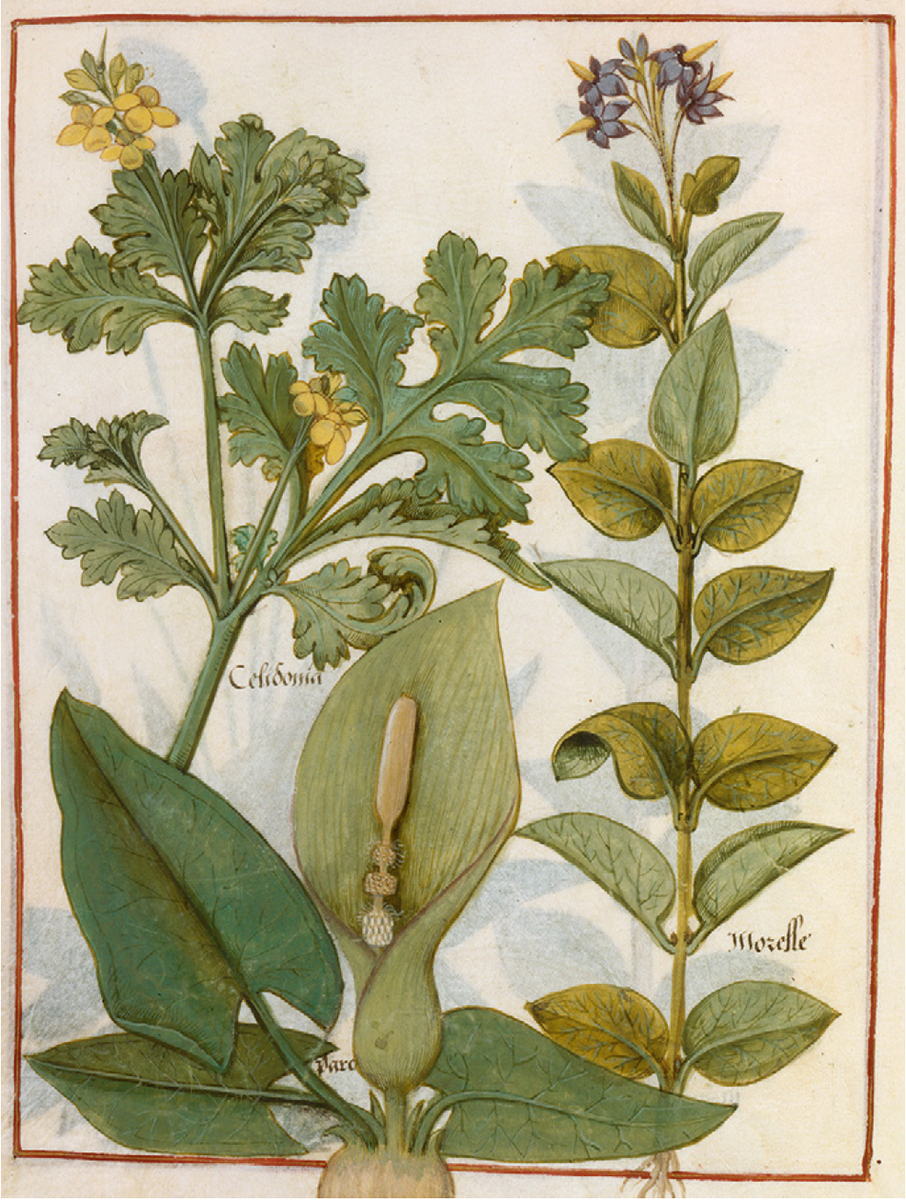 ЛЕКАРСТВЕННЫЕ РАСТЕНИЯ
К концу Средневековья наблюдался значительный рост числа руководств по растениям и гербариев. В отличие от бестиариев, которые уделяли основное внимание символическому значению животных, эти ботанические труды были ориентированы скорее на практическое применение растений. Их интересовали в первую очередь лекарственные, кулинарные и красильные свойства, а не их аллегорический смысл. Среди наиболее значимых растений, представленных в фармакопее, можно выделить: целандин, арум и паслен (слева), а также коноплю, капусту и чертополох (справа).
Миниатюра от Livre des simples médicines, освещённая Робинетом Тестардом в начале XVI века. Париж, Национальная библиотека Франции, г-жа фр. 12322, фол. 138 v ° и 171.