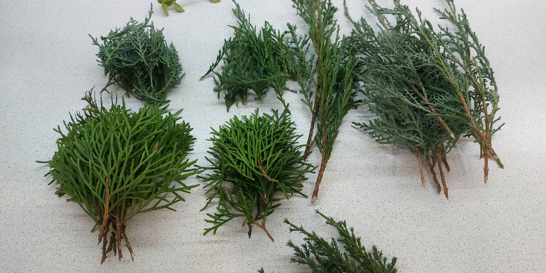 Как сохранить хвойные веточки свежими на долгие годы для декора интерьера и поделок.