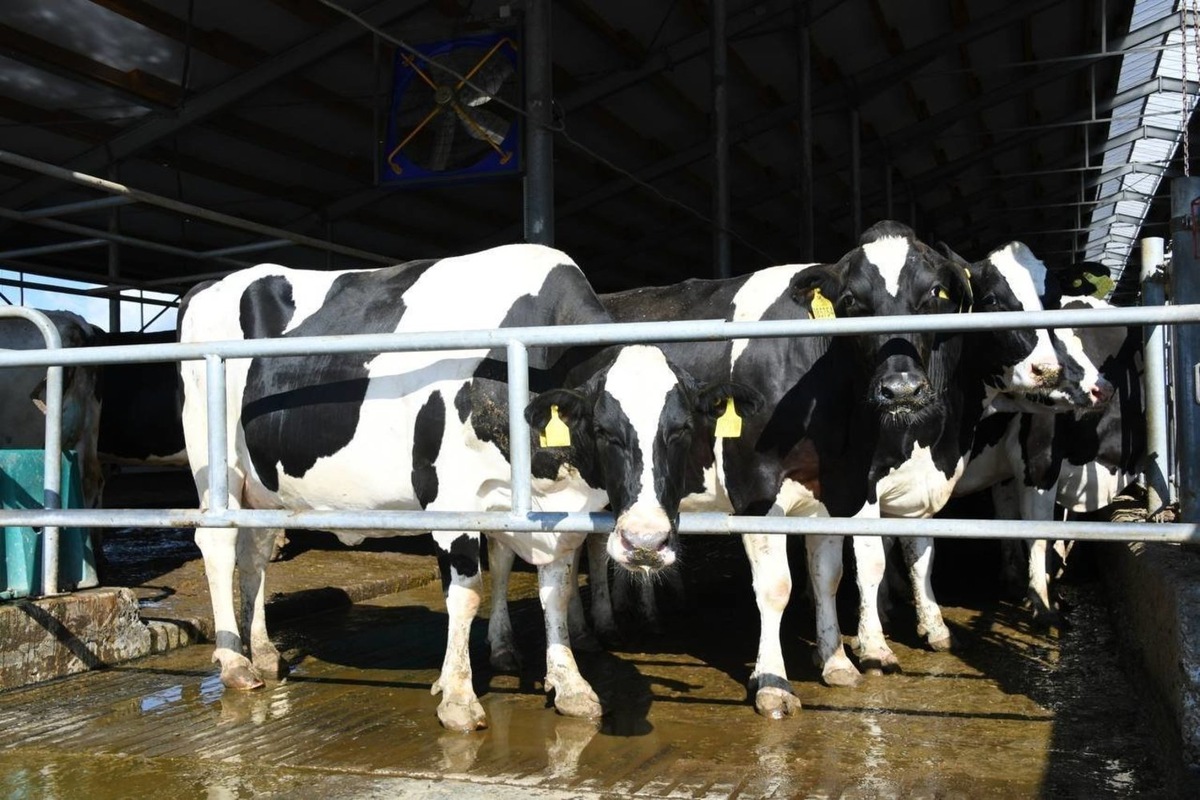   предоставлено пресс-службой раиса Татарстана