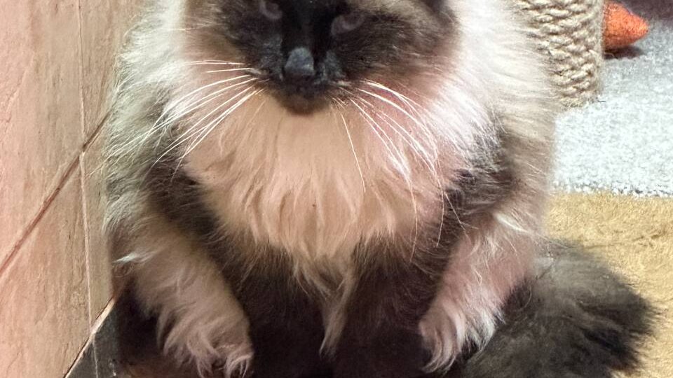 Приехали на передержку, но нам там мало кто обрадовался