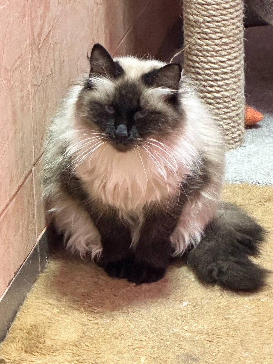 Не надо фотографировать, я не в духе и не причёсывалась. А вообще мне пора домой! Свяжитесь с моим секретарём, то есть куратором 8 9671396541 