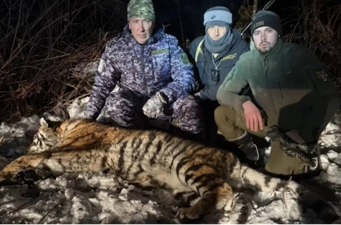 Конфликтную тигрицу, представлявшую угрозу жителям, отловили в хабаровском посёлке