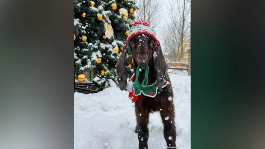    Автор фото: t.me/smi_voronezh