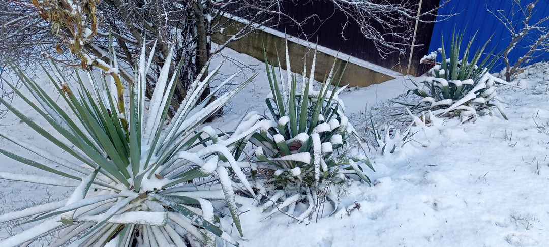 У нас сегодня зима. Настоящая. Со снегом