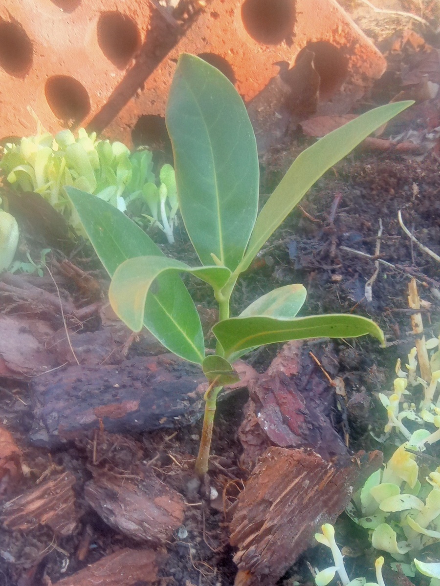 Магнолия грандифлора, фото 03.03.2025