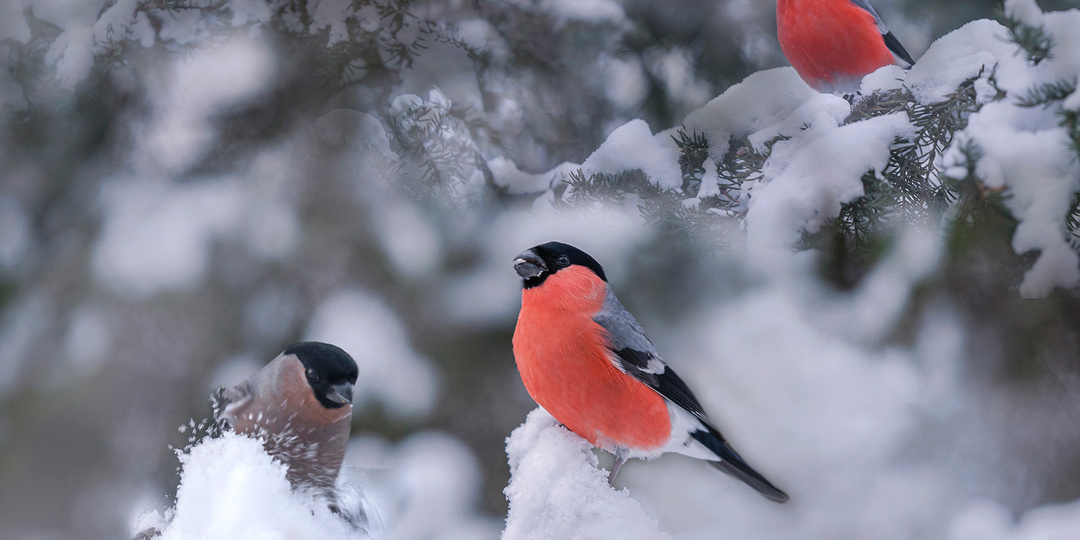 Новогоднее настроение в моих фотографиях.