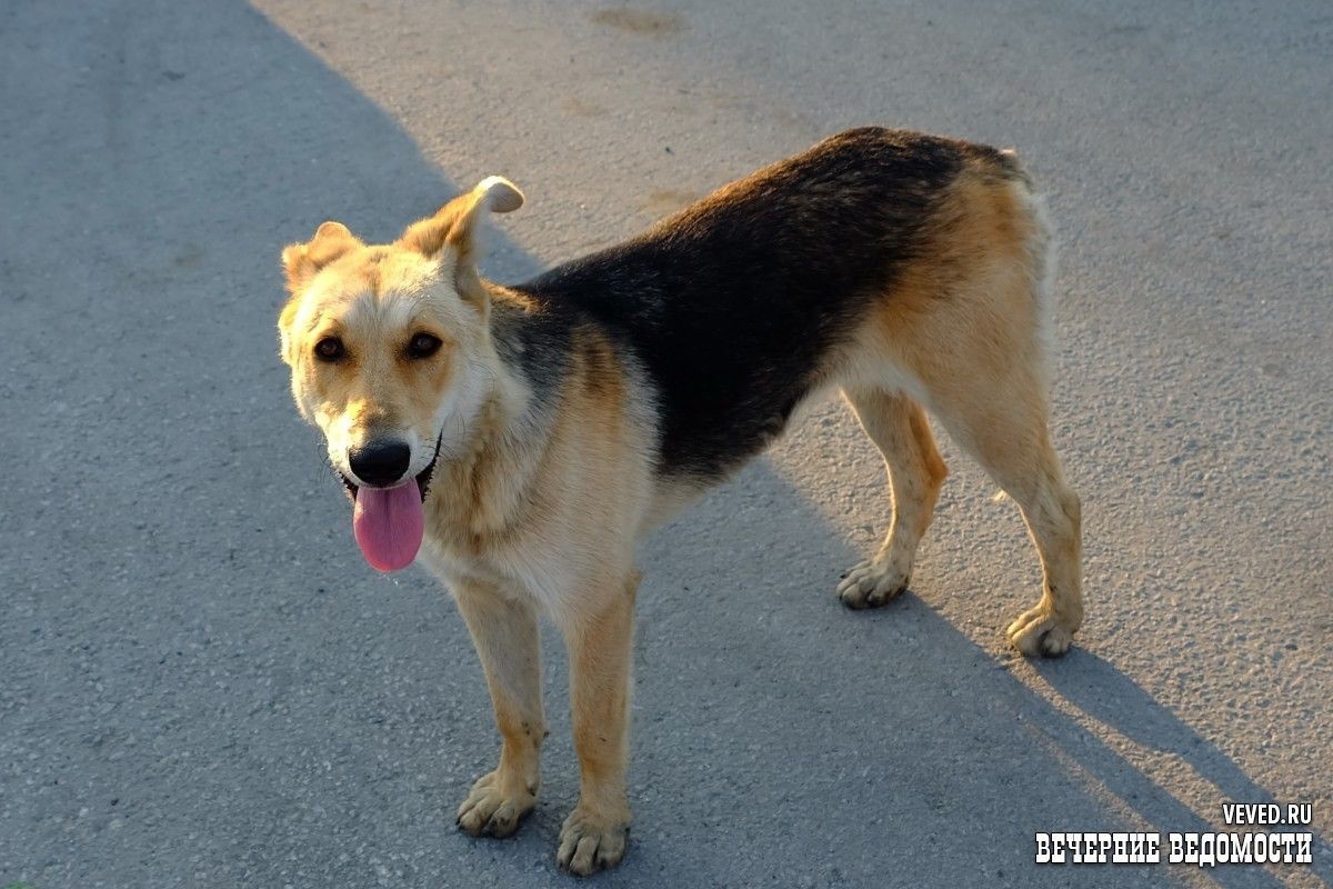     Фото: Владислав Постников / Вечерние ведомости