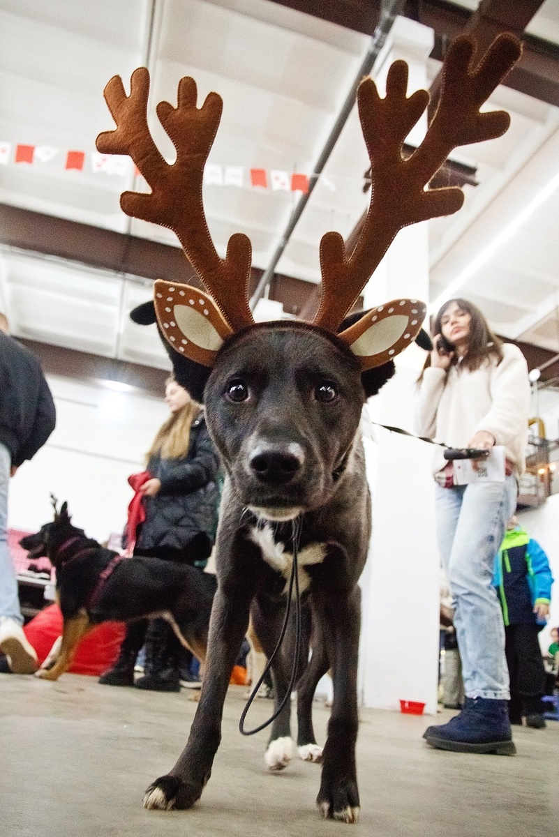 Бэмби заказывали7