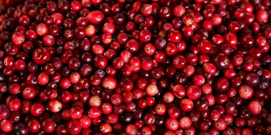 Клюква: красная сила природы, о которой забыли на кухне
