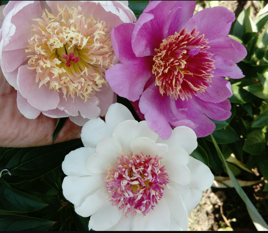 из предложний