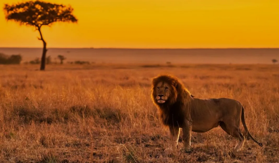 Саванна - колыбель человечества