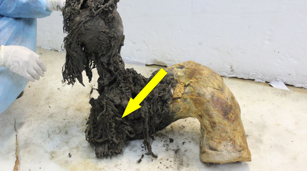    Первое в истории расшифрование мамонтового РНК открывает новую эру в изучении древней жизни