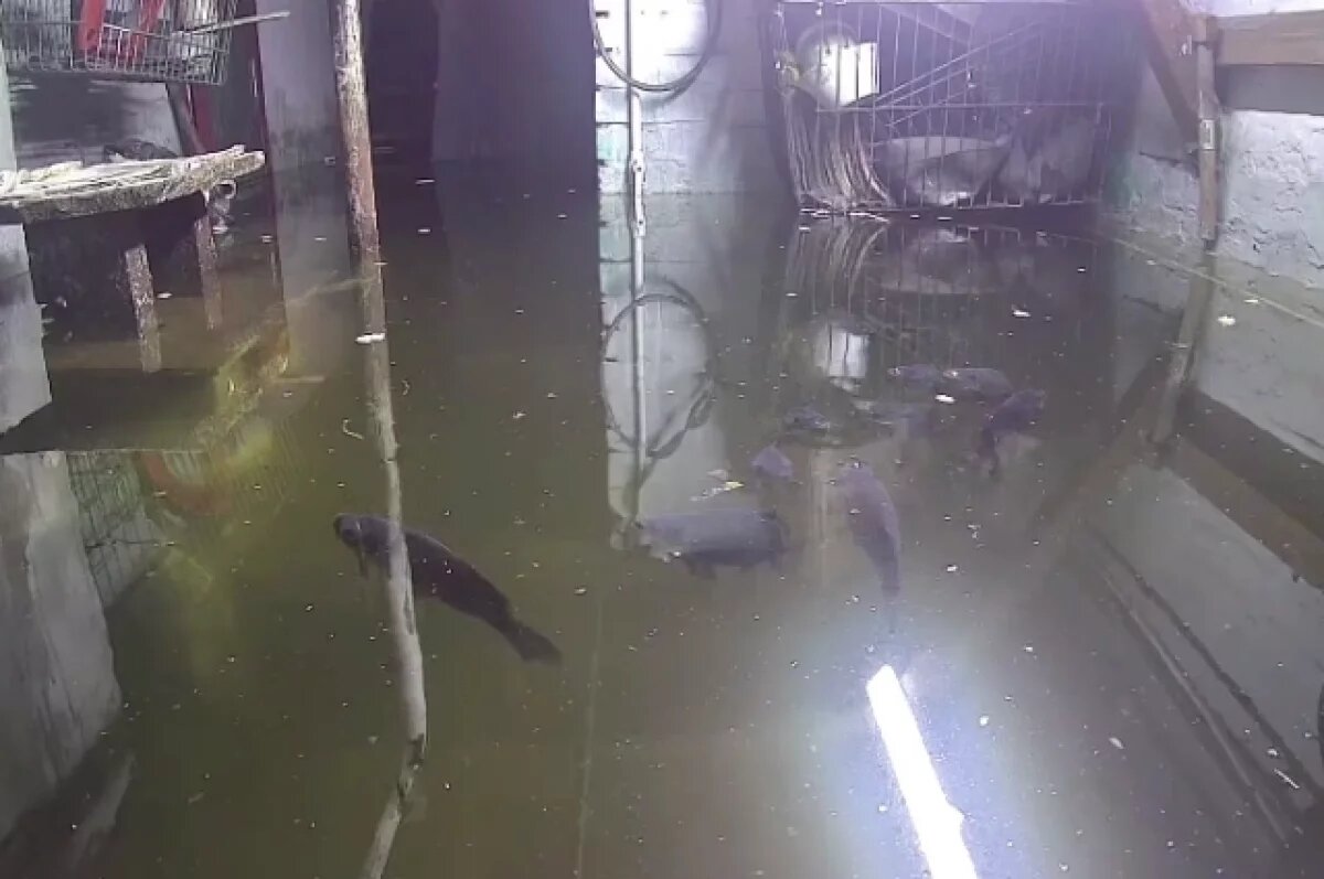    Вода не уходит из затопленного подвала беловчанки, запустившей туда карпов