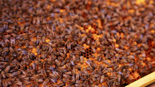 Стратегия возрождения: Как превратить слабую пчелосемью в мощный медовик к сезону