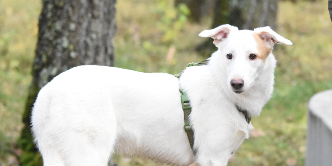 Басю спасли из плохих условий, но счастья так и не нашлось...