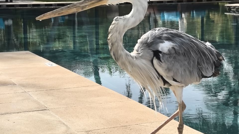 7 причин остановиться в отеле Ozen Reserve Bolifushi на Мальдивах