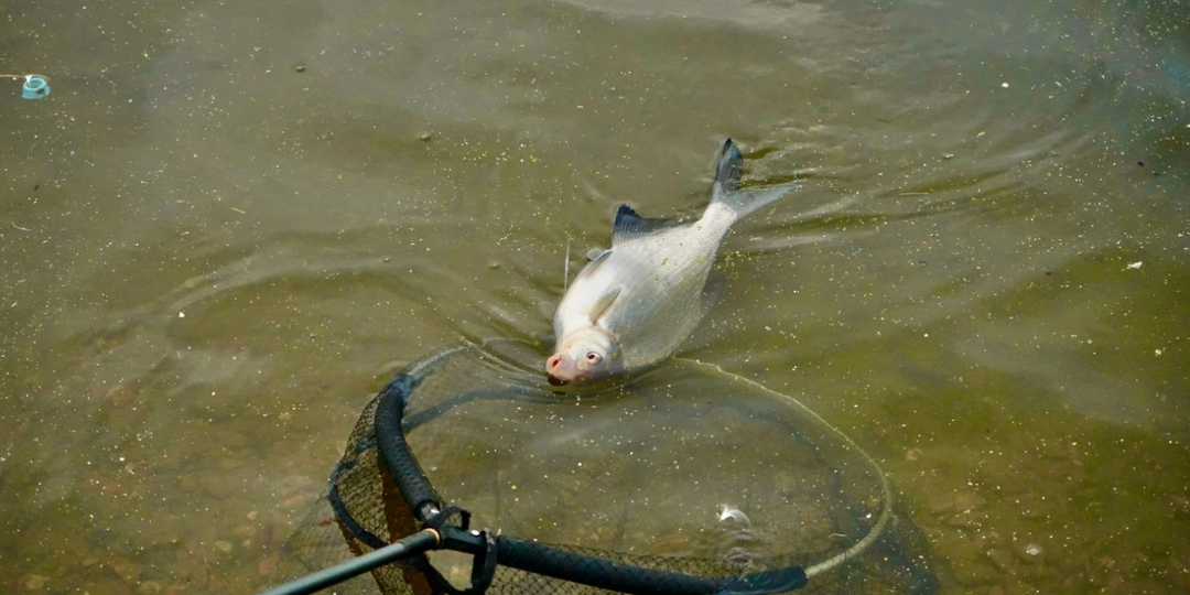 Рыбе на крючке больно — учёные доказали